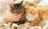 带仙缘的人梦见很多猫