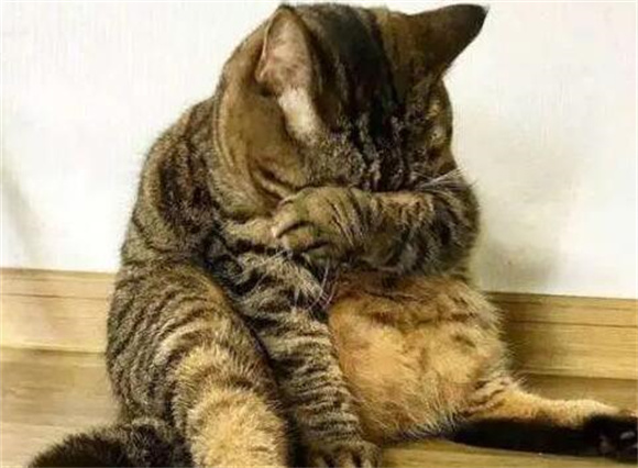 选择狸花猫的理由：7大魅力点让你爱上这种宠物猫