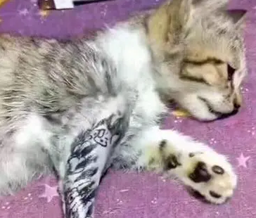 主人剃掉猫咪“手臂”上的毛,拿猫练习“刺青”,遭网友谴责 主人剃掉猫咪“手臂”上的毛,拿猫练习“刺青”,遭网友谴责