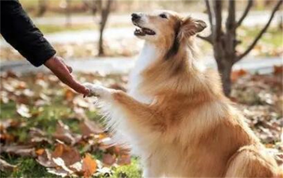 深度盘点9大热门犬种，带你走进狗狗的多样世界