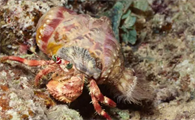 海寄居蟹吃什么