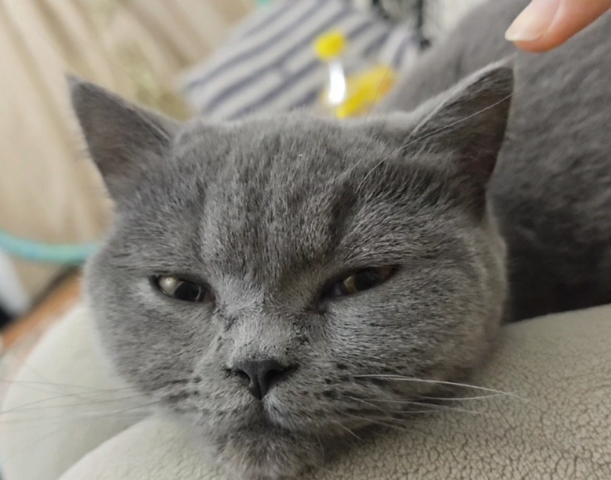 猫的耳朵里黑色的东西怎么清理