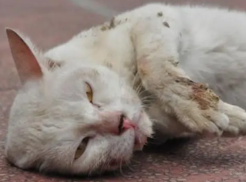 猫的狂犬病的症状