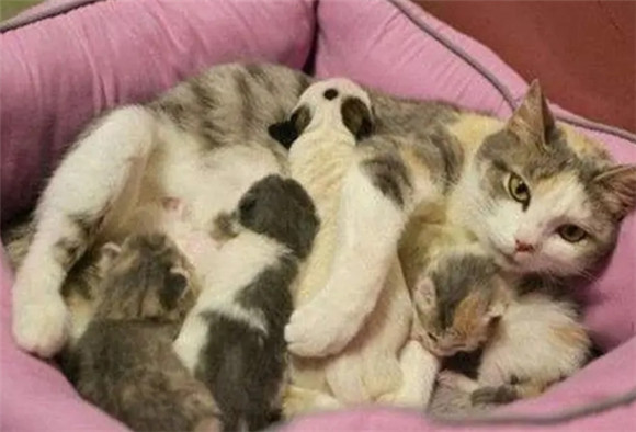 猫的孕期是几个月