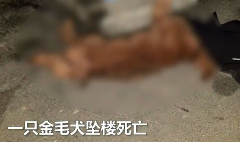 宠物狗从8楼坠下身亡，目击者怀疑高空抛物