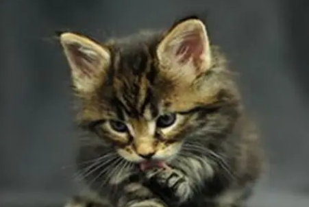 疯猫有什么症状