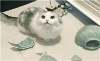 猫打碎花瓶预示着什么