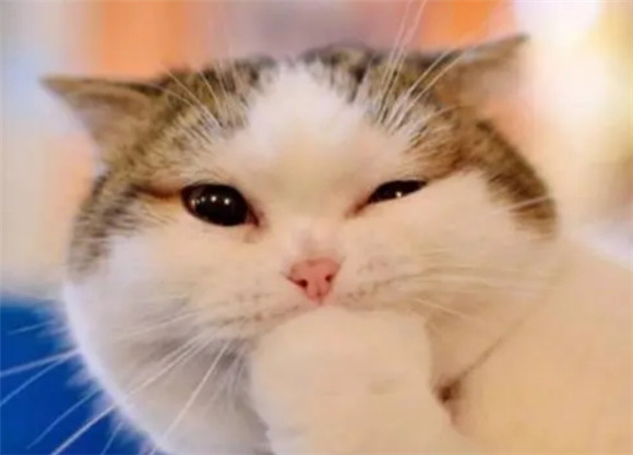 调侃猫的段子