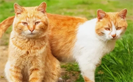 猫的发情期一般是多少天啊
