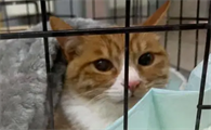猫得猫瘟能活几天