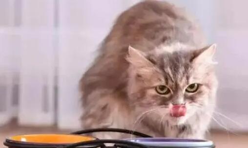 猫吃了食用油会怎么样