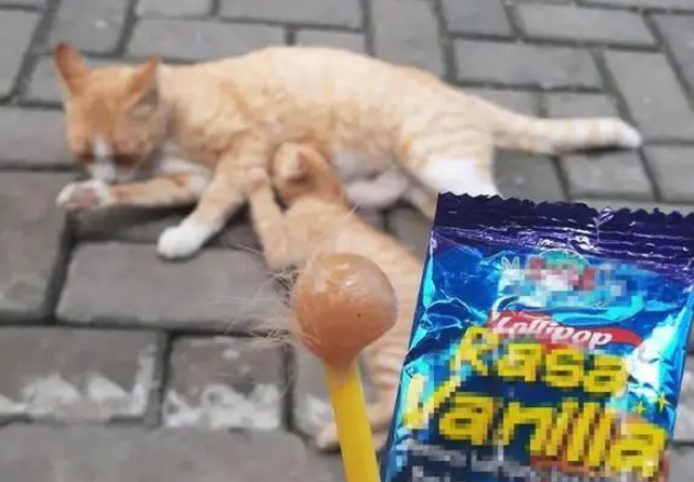 猫身上插着塑料棍,以为被人恶意伤害,拔出一看哭笑不得 猫身上插着塑料棍,以为被人恶意伤害,拔出一看哭笑不得