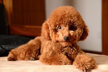 泰迪犬全解析：颜值与个性的双面镜