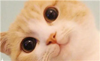 独一无二的猫咪名字