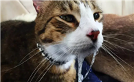 猫吃完药一小时后呕吐怎么办
