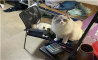 房东不让养猫妙招