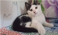 猫的灵异玄学知识