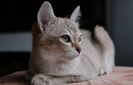 猫的瞳孔变成竖线盯着你