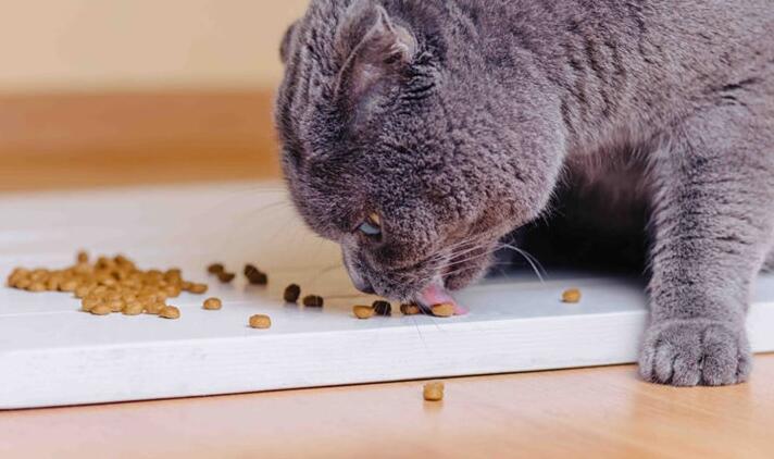 猫吃了一年的狗粮 猫吃了一年的狗粮