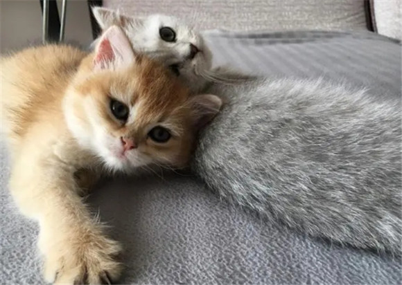 单身女生为什么喜欢养猫
