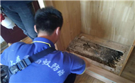 白蚁防治服务收费