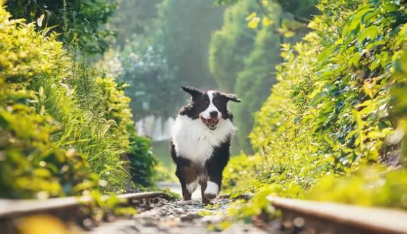 伯恩山犬寿命？伯恩山犬为什么很少有人养