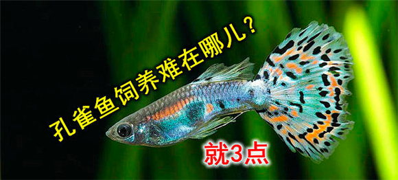 孔雀鱼饲养难在哪儿?这3个热点问题 孔雀鱼饲养难在哪儿?这3个热点问题
