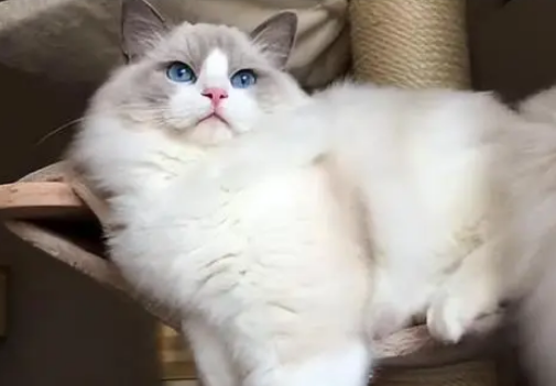 “土猫”和“宠物猫”有哪些区别？