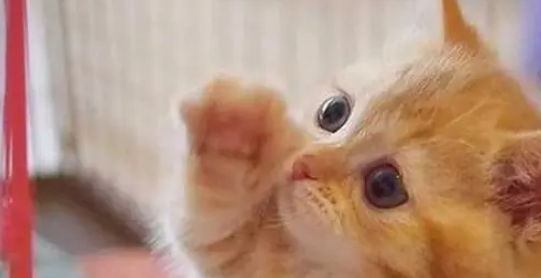新手买猫要三思后行,这五种猫很容易被抛弃! 新手买猫要三思后行,这五种猫很容易被抛弃!