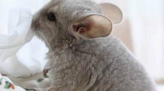 龙猫明明那么可爱,为什么那么多人排斥? 龙猫明明那么可爱,为什么那么多人排斥?