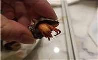 寄居蟹如何食用