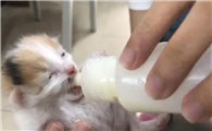 刚出生的小猫能喝牛奶吗