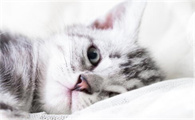 猫传腹传染人吗