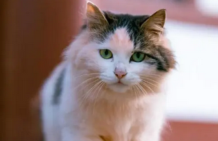 给猫打疫苗多少钱