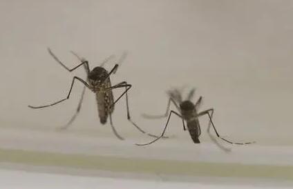 饭蚊子怎么产生的