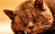 韩式棕色短毛猫