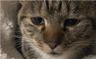 猫传腹一般几天看出来