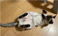 干性猫传腹能自愈吗
