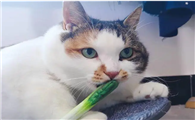 猫吃了一点葱会死吗