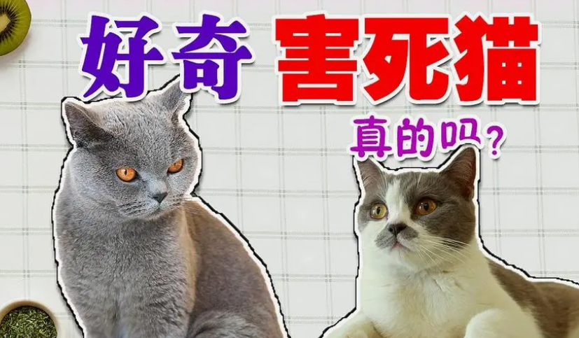 好奇心害死猫