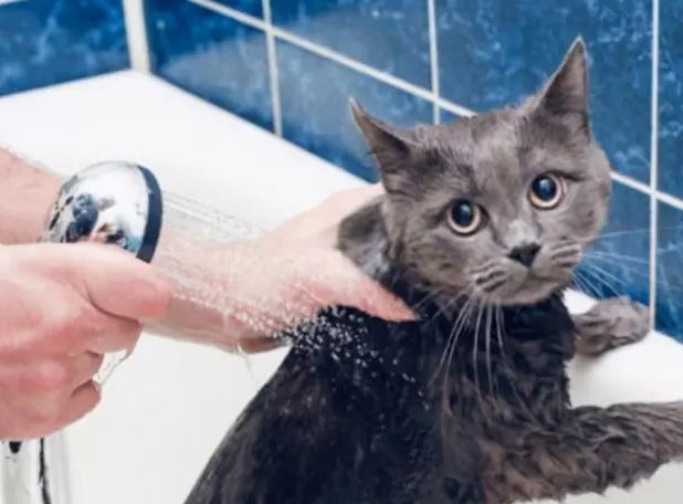给猫咪洗澡可以用人的沐浴露吗