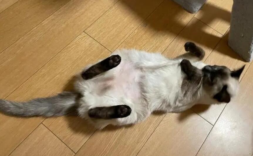 干性猫传腹能自愈吗 干性猫传腹能自愈吗