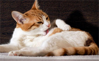 猫的怀孕周期