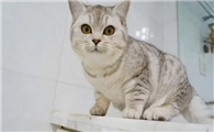 高中生养猫利弊