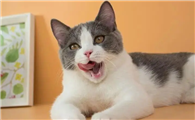 猫能在多少度低温生存