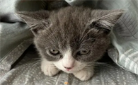 猫温度多少正常
