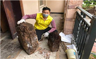 家里有白蚁是什么样子