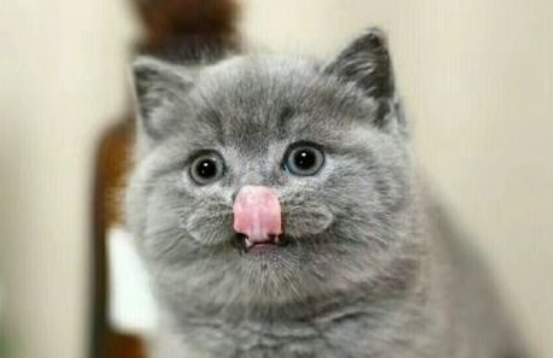 猫打疫苗多少钱 猫打疫苗多少钱