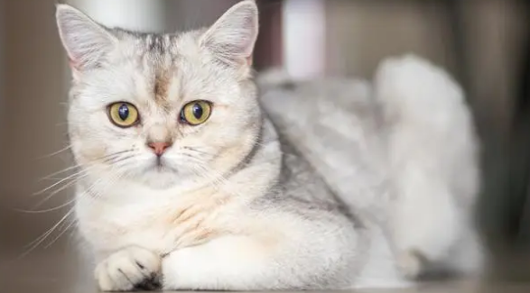 猫得猫瘟的自救方法