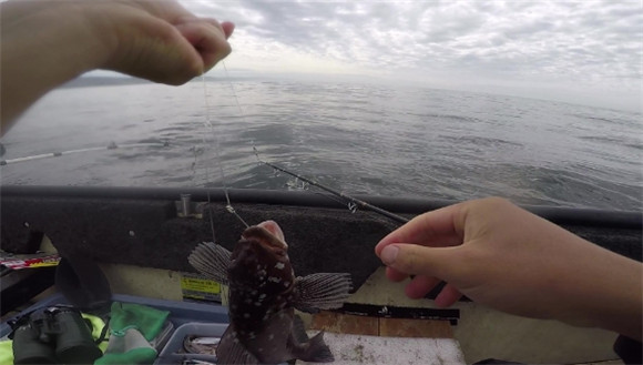 石斑鱼用什么钓